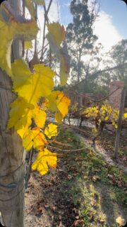 Autumn in the Adelaide Hills. Hope you are keeping warm inside and out. ❤️🔥❤️🔥❤️🔥
#adelaidehills #autumn #vineyards #warmth