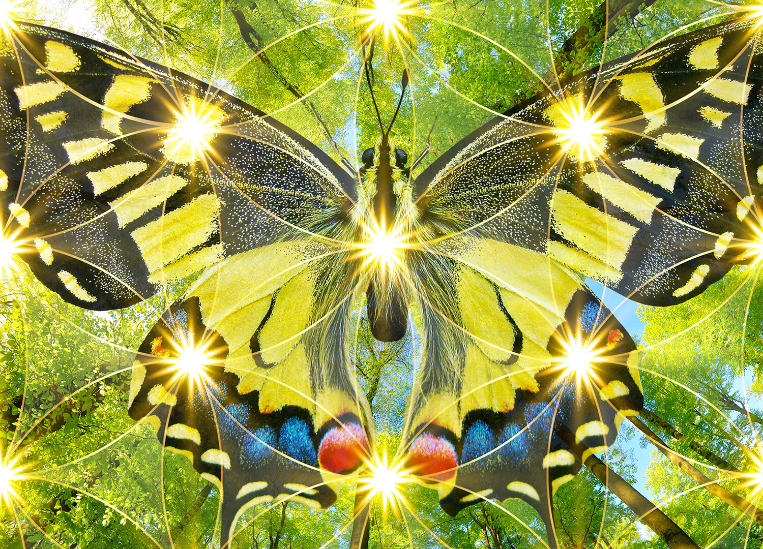 Spherical panorama in a forest, magnificent upwards view to the treetops with fresh green foliage, square format